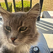 Shadowz is registered to the contest to win money with this photo: cat, gray_cat, close_up, fluffy, green_eyes, whiskers, keys, keychain, lap, person, outdoor, railing, sunlight, shadow, concrete, grass, bush, pet, feline, domestic_animal