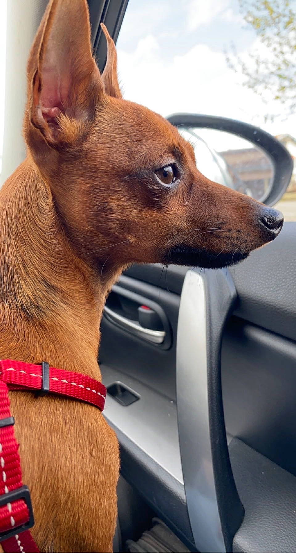 Ryo a rejoint le concours — aidez-le/la à gagner de superbes lots ! automotive_design, automotive_mirror, car, carnivore, collar, companion_dog, dog, dog_breed, dog_collar, dog_supply, fawn, liver, pet_supply, snout, steering_wheel, vehicle, vehicle_door, whiskers, windscreen_wiper, windshield