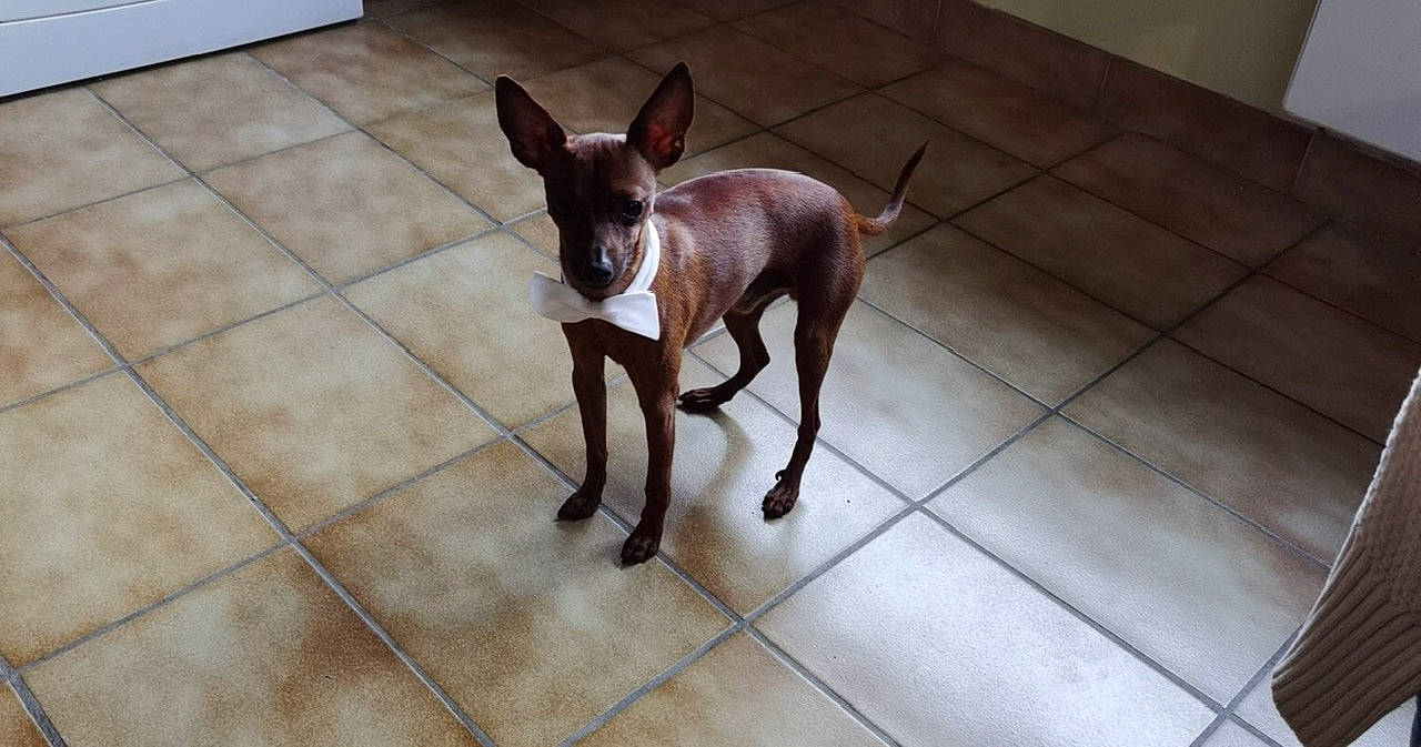 Ryo participe au concours pour gagner de l'argent avec cette photo : canidae, carnivore, chihuahua, companion_dog, dog, dog_breed, dog_supply, fawn, floor, flooring, liver, paw, snout, sporting_group, tail, terrestrial_animal, tile_flooring, toy_dog, whiskers, working_animal