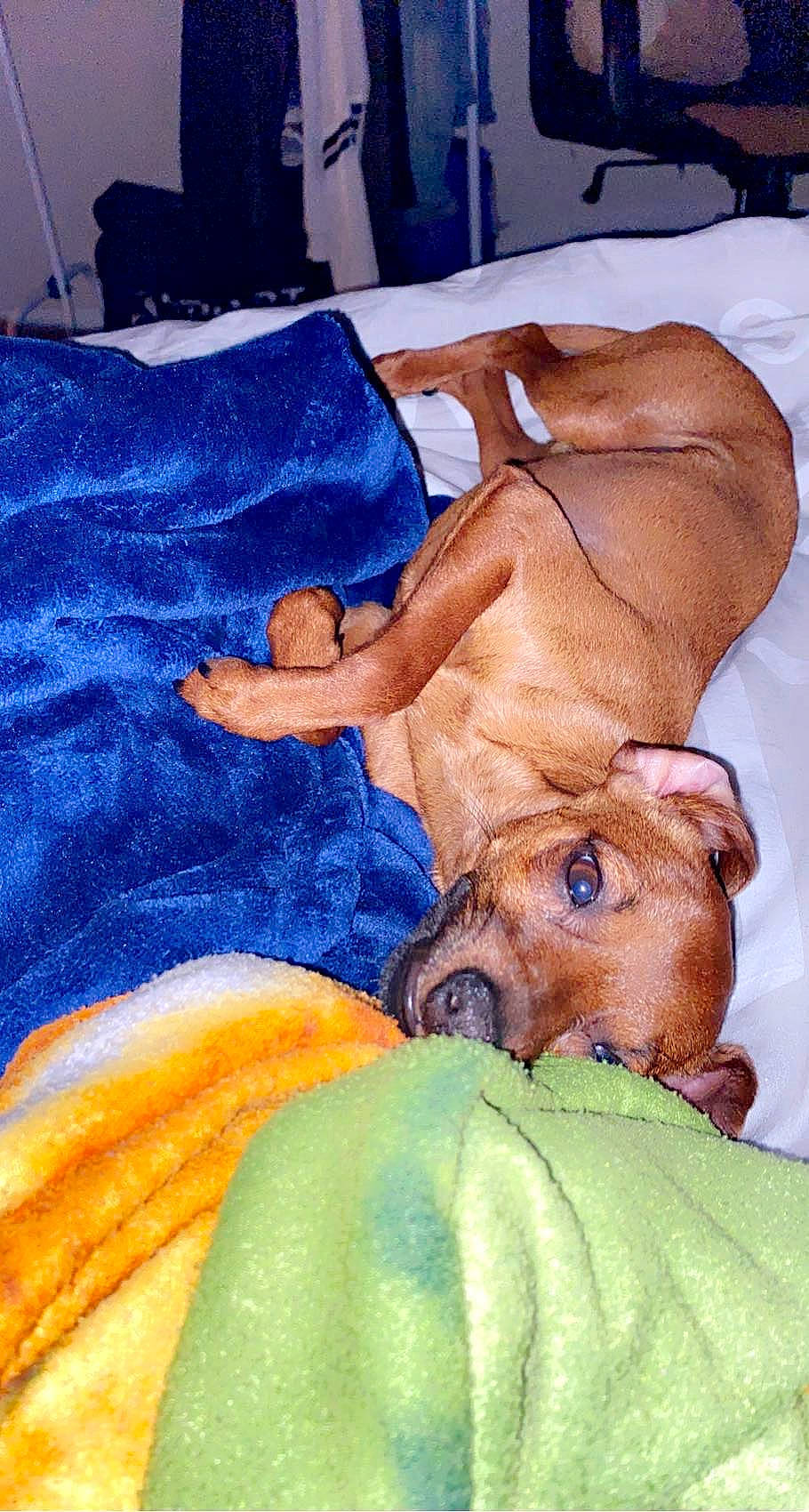 Ryo participe au concours pour gagner de l'argent avec cette photo : abdomen, art, canidae, carnivore, chest, comfort, companion_dog, dog, dog_breed, electric_blue, fawn, human_leg, linens, liver, painting, snout, sporting_group, terrestrial_animal, working_animal, wrinkle