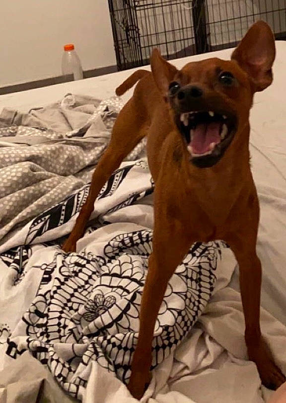 Ryo a rejoint le concours — aidez-le/la à gagner de superbes lots ! canidae, carnivore, collar, comfort, companion_dog, dog, dog_breed, dog_collar, dog_supply, fawn, flooring, linens, liver, pattern, pet_supply, snout, sporting_group, toy_dog, whiskers, working_animal