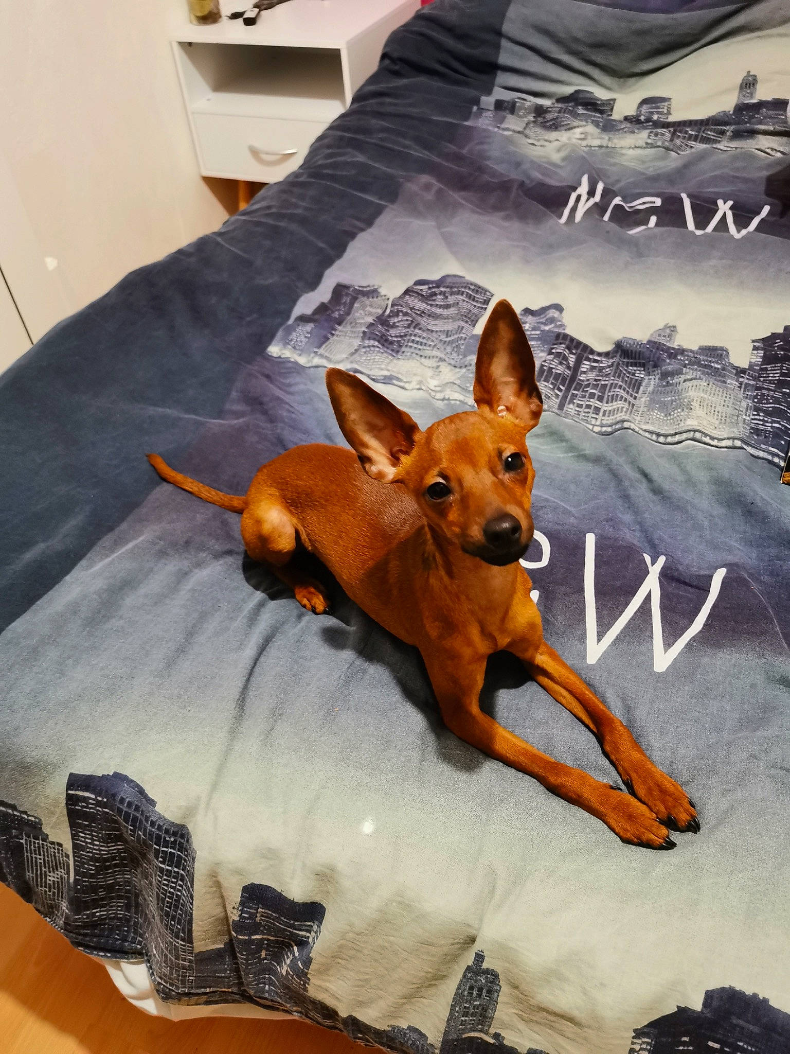 Ryo a rejoint le concours — aidez-le/la à gagner de superbes lots ! bed, canidae, carnivore, comfort, companion_dog, dog, dog_breed, dog_sports, dog_supply, fawn, linens, pet_supply, pinscher, prazsky_krysarik, snow, sporting_group, tail, toy, toy_dog, working_animal