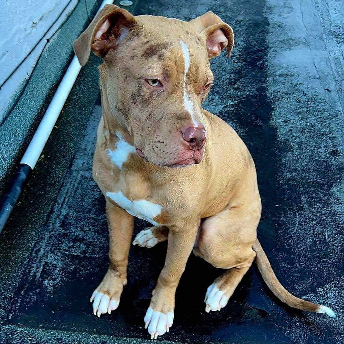 Rocco joined the competition — help win amazing prizes! canidae, carnivore, companion_dog, dog, dog_breed, fawn, molosser, non_sporting_group, pet_supply, snout, sporting_group, terrestrial_animal, working_animal, working_dog, wrinkle