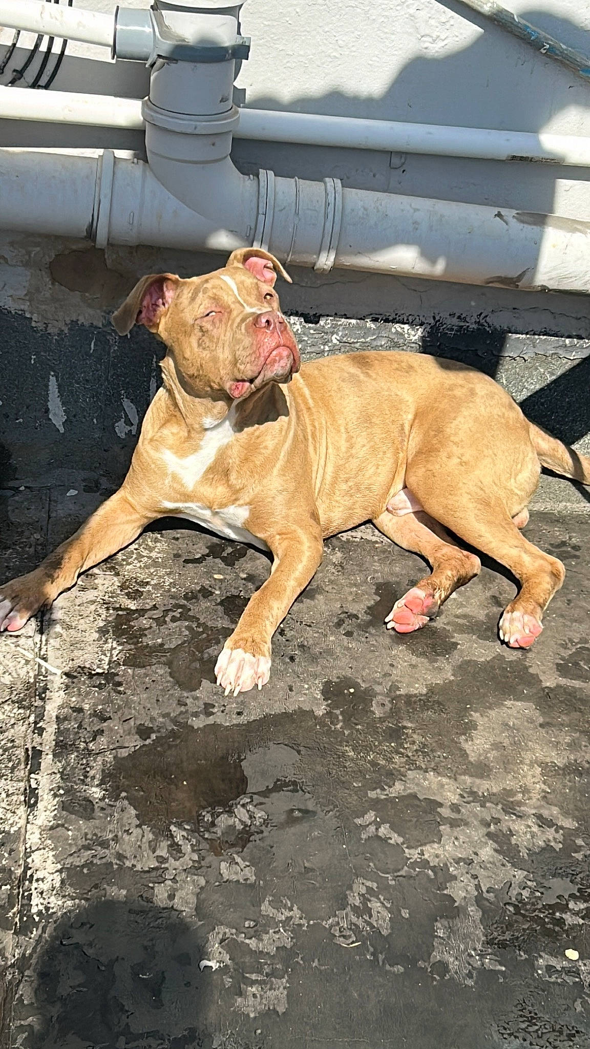 Rocco joined the competition — help win amazing prizes! bulldog, canidae, carnivore, companion_dog, dog, dog_breed, fawn, foot, molosser, non_sporting_group, road_surface, snout, soil, sporting_group, terrestrial_animal, whiskers, wrinkle