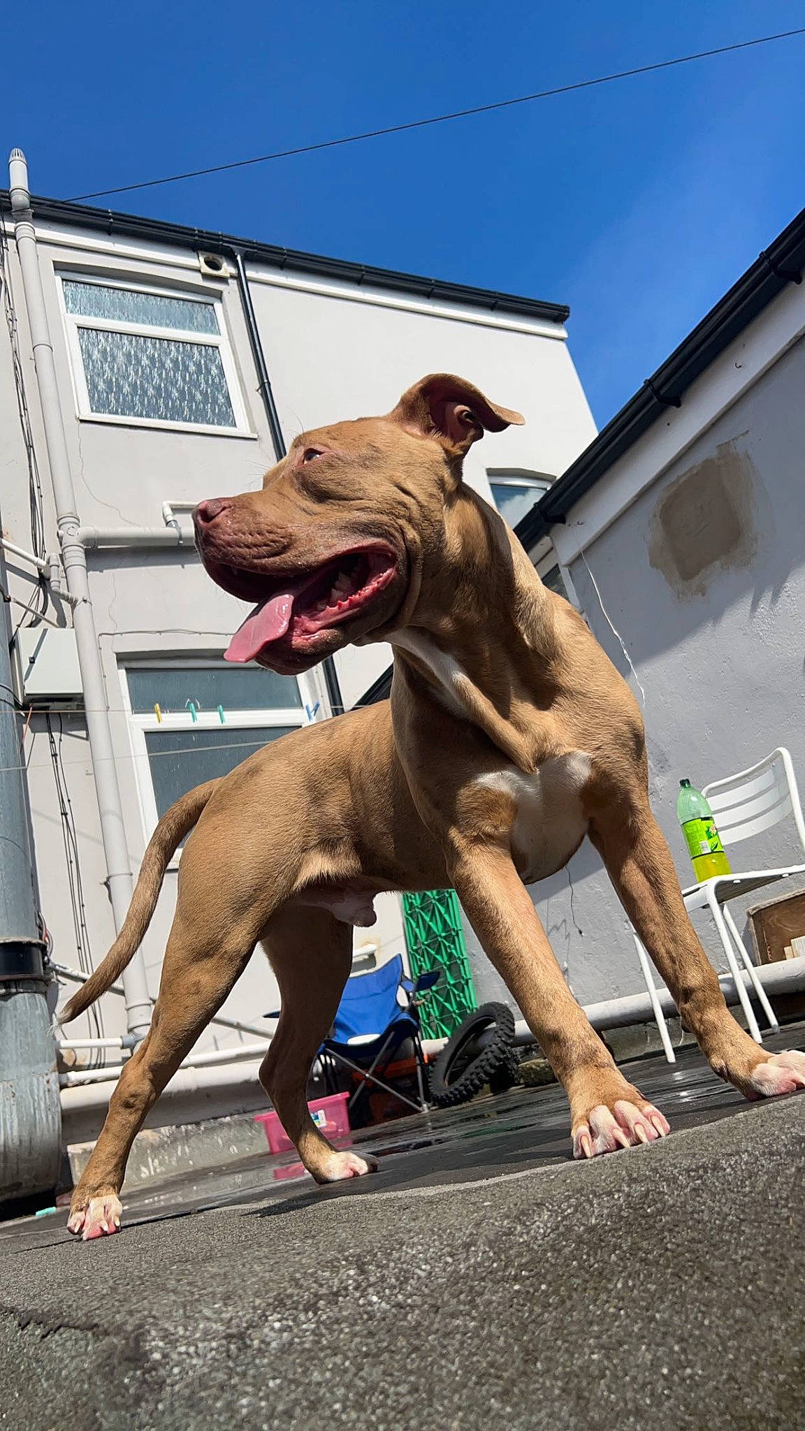 Rocco joined the competition — help win amazing prizes! art, building, canidae, carnivore, city, collar, companion_dog, dog, dog_breed, dog_collar, dog_supply, fawn, liver, rampur_greyhound, sky, snout, sporting_group, street, window, working_animal