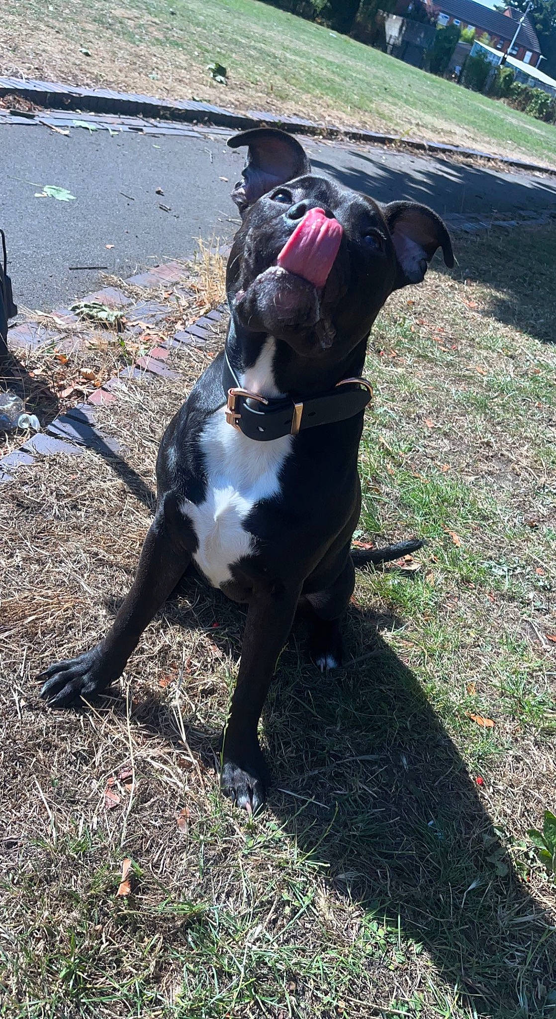 Kali joined the competition — help win amazing prizes! boston_terrier, carnivore, collar, companion_dog, dog, dog_breed, dog_collar, dog_hiking, dog_supply, fender, grass, guard_dog, leash, personal_protective_equipment, pet_supply, sporting_group, tail, water, working_animal, working_dog