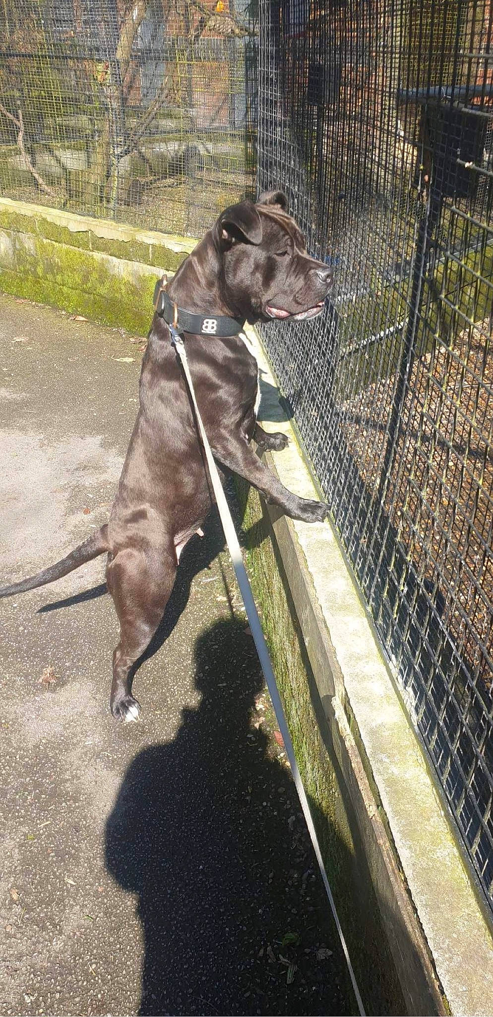 Kali is registered to the contest to win money with this photo: carnivore, collar, companion_dog, dog, dog_breed, dog_collar, fawn, fence, gun_dog, leash, liver, mammal, mesh, pet_supply, plant, snout, tail, vertebrate, wire_fencing, working_animal