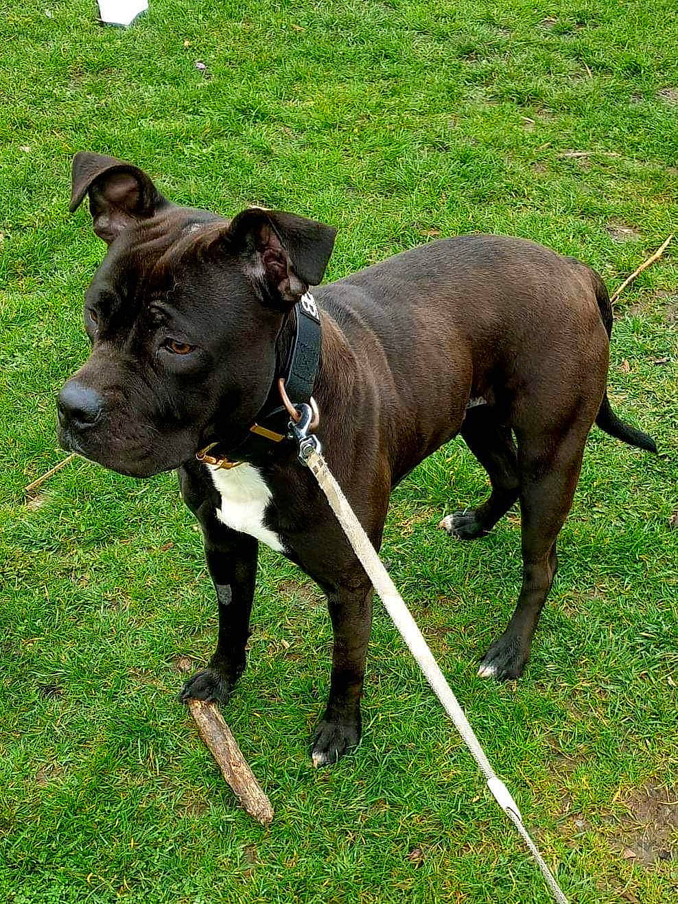 Kali is registered to the contest to win money with this photo: canidae, carnivore, collar, companion_dog, dog, dog_breed, dog_collar, fashion_accessory, fawn, grass, leash, liver, pet_supply, plant, snout, sporting_group, tail, terrestrial_animal, whiskers, working_animal