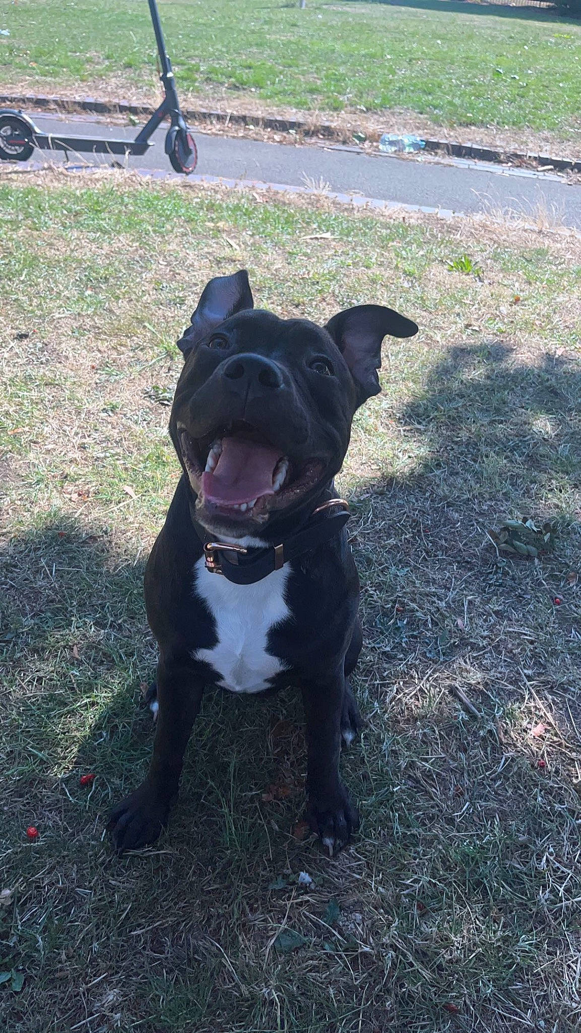 Kali is registered to the contest to win money with this photo: canidae, carnivore, collar, companion_dog, dog, dog_breed, dog_collar, fawn, grass, guard_dog, molosser, non_sporting_group, plant, snout, soil, sporting_group, tail, whiskers, working_animal, working_dog