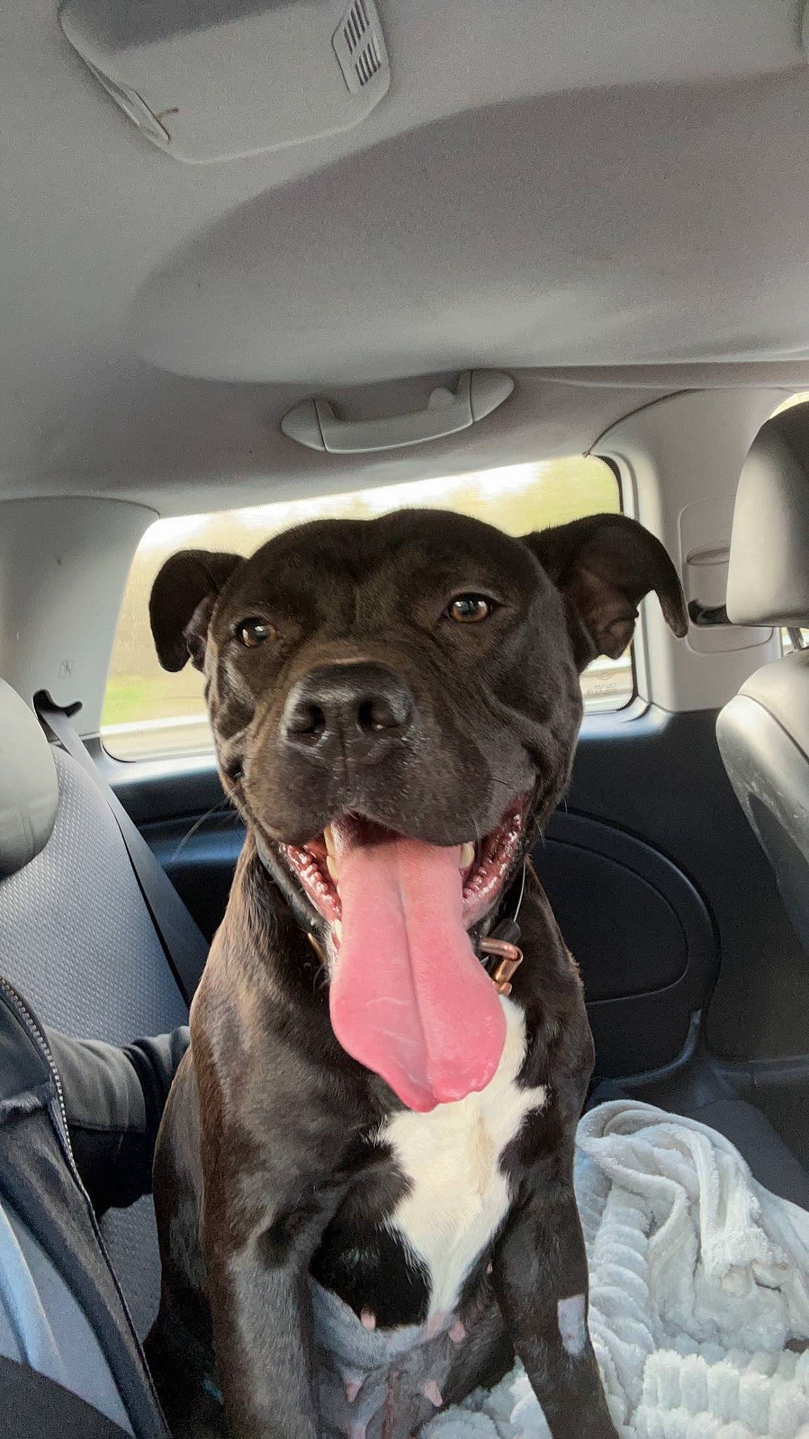 Kali joined the competition — help win amazing prizes! auto_part, car, car_seat, carnivore, collar, comfort, companion_dog, dog, dog_breed, dog_collar, fawn, molosser, motor_vehicle, snout, sporting_group, vehicle, vehicle_door, whiskers, window, working_animal