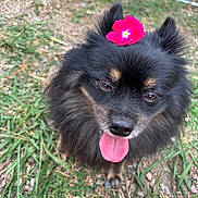 Brenda a rejoint le concours — aidez-le/la à gagner de superbes lots ! dog, black_dog, flower, pink_flower, grass, tongue_out, outdoor, pet, animal, fur, cute, happy, nature, canine, close_up, playful, ears, face, ground, daylight