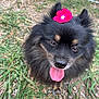 dog, black_dog, flower, pink_flower, grass, tongue_out, outdoor, pet, animal, fur, cute, happy, nature, canine, close_up, playful, ears, face, ground, daylight