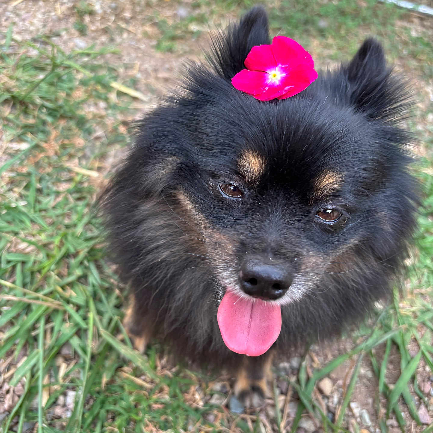 Brenda a rejoint le concours — aidez-le/la à gagner de superbes lots ! animal, black_dog, canine, close_up, cute, daylight, dog, ears, face, flower, fur, grass, ground, happy, nature, outdoor, pet, pink_flower, playful, tongue_out
