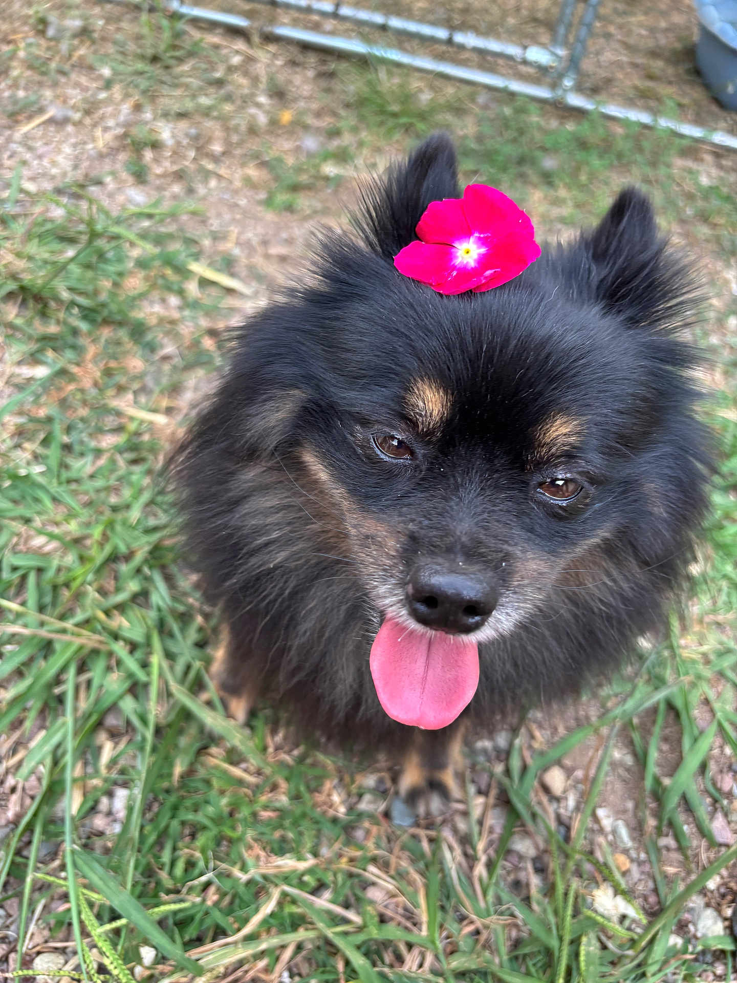 Brenda a rejoint le concours — aidez-le/la à gagner de superbes lots ! dog, black_dog, flower, pink_flower, grass, tongue_out, outdoor, pet, animal, fur, cute, happy, nature, canine, close_up, playful, ears, face, ground, daylight