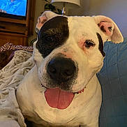 Sadie Mae is registered to the contest to win money with this photo: dog, tongue_out, black_and_white, couch, blanket, indoor, lamp, television, person_on_tv, plant, close_up, pet, relaxed, home, furniture, ear, snout, happy, companion, canine