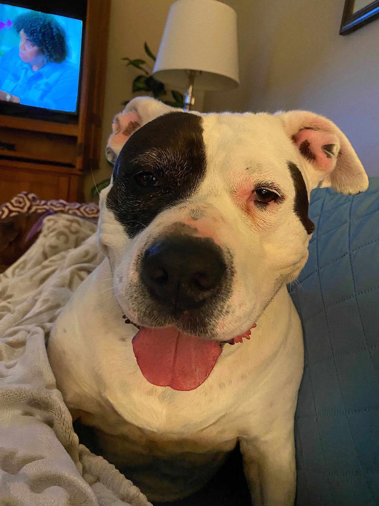 Sadie Mae is registered to the contest to win money with this photo: dog, tongue_out, black_and_white, couch, blanket, indoor, lamp, television, person_on_tv, plant, close_up, pet, relaxed, home, furniture, ear, snout, happy, companion, canine