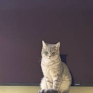 Sam joined the competition — help win amazing prizes! cat, gray_cat, tabby, pet, animal, printer, electronics, indoor, feline, sitting, calm, curious, shadow, monitor, technology, household, domestic, fur, whiskers, ears