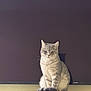 cat, gray_cat, tabby, pet, animal, printer, electronics, indoor, feline, sitting, calm, curious, shadow, monitor, technology, household, domestic, fur, whiskers, ears