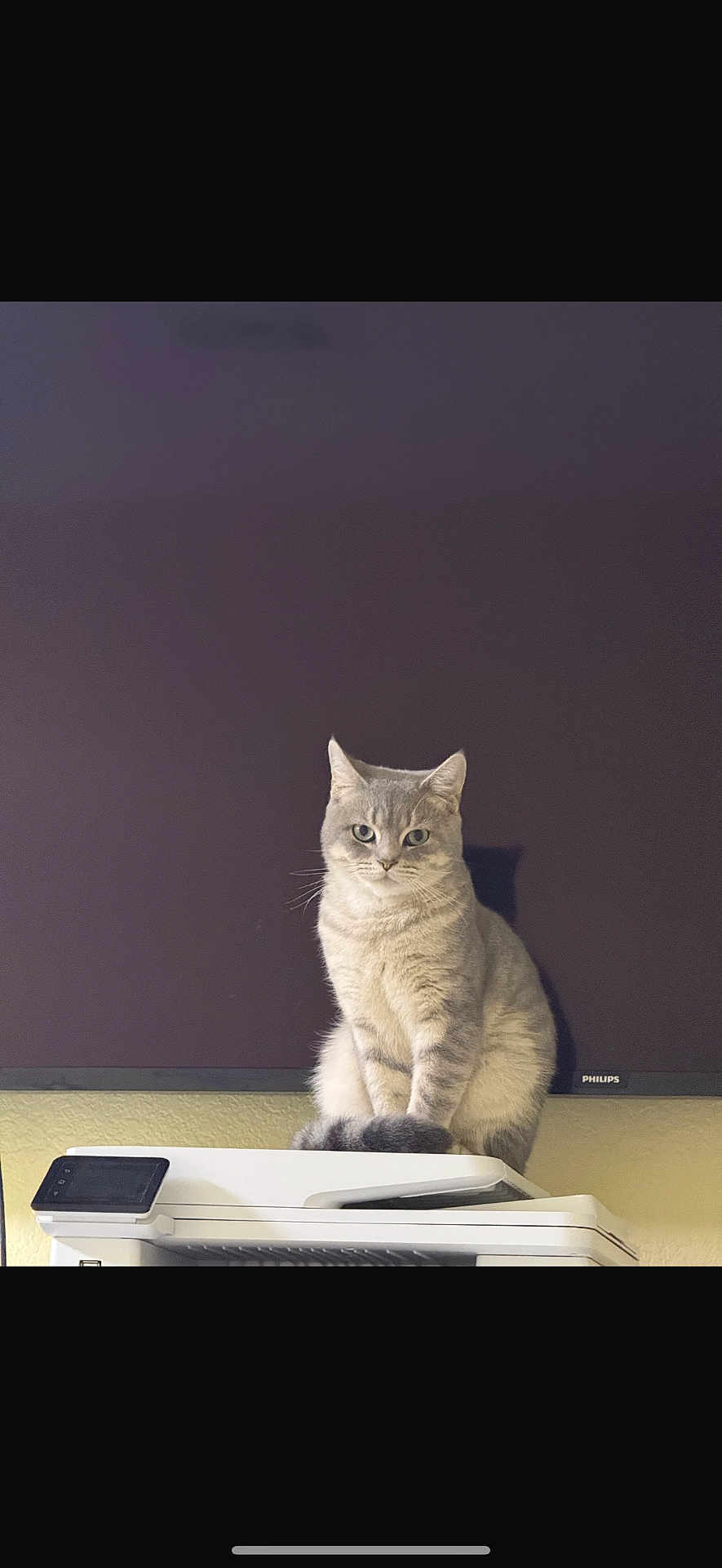 Sam joined the competition — help win amazing prizes! cat, gray_cat, tabby, pet, animal, printer, electronics, indoor, feline, sitting, calm, curious, shadow, monitor, technology, household, domestic, fur, whiskers, ears