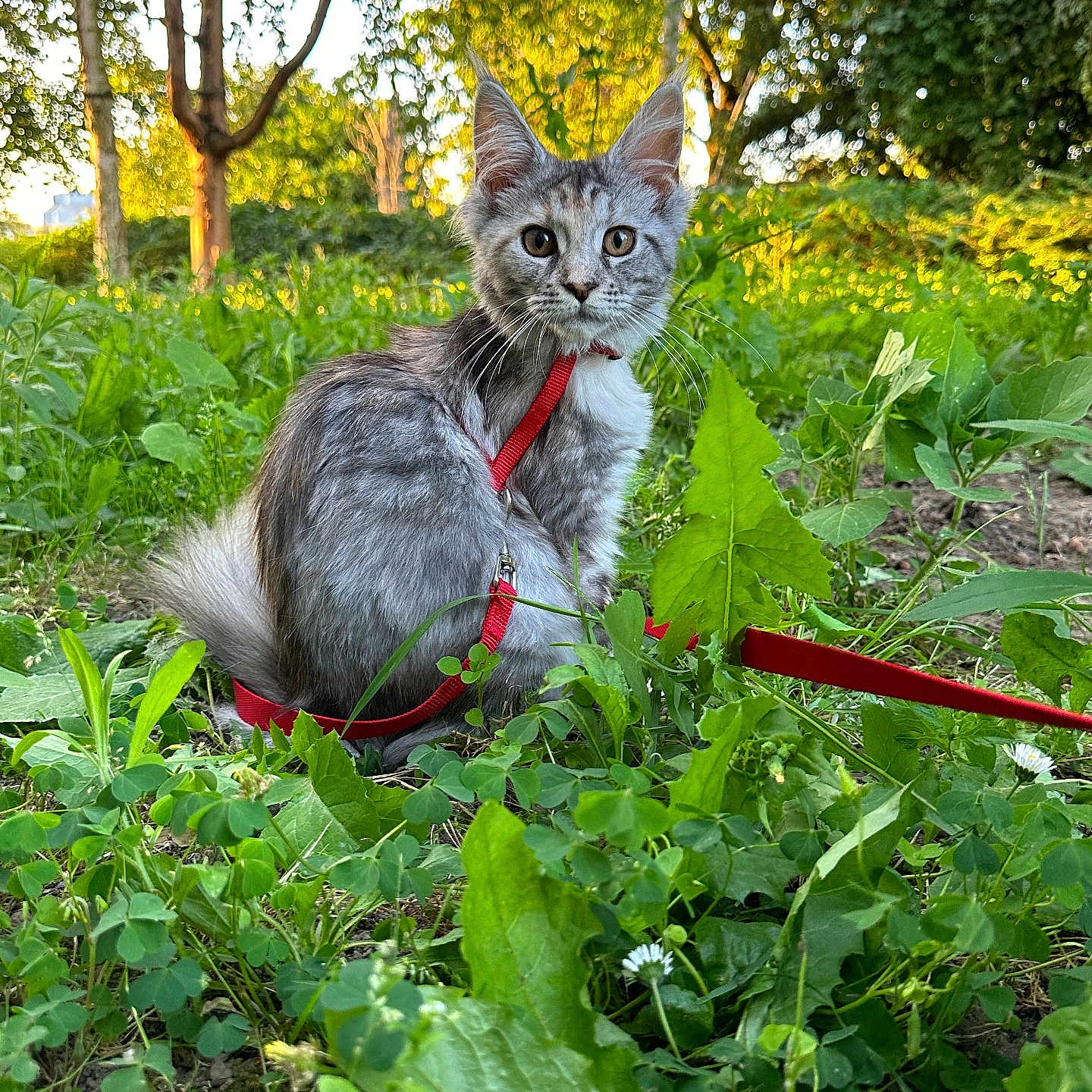 Wendy participe au concours pour gagner de l'argent avec cette photo : accessories, animal, cat, field, grass, green, herbal, herbs, jungle, kitten, leaf, nature, outdoors, park, pet, plant, soil, strap, tree, vegetation