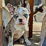 puppy, dog, french_bulldog, blue_eyes, close_up, pet, animal, sitting, wooden_furniture, indoor, young_dog, cute, face, ears, nose, fur, spot, expression, looking, blurred_background