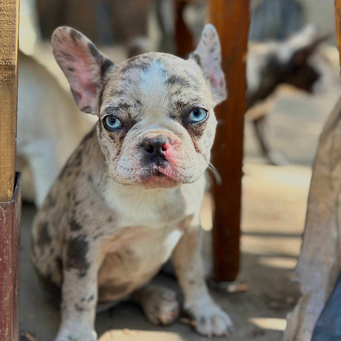 Princess is registered to the contest to win money with this photo: animal, blue_eyes, blurred_background, close_up, cute, dog, ears, expression, face, french_bulldog, fur, indoor, looking, nose, pet, puppy, sitting, spot, wooden_furniture, young_dog