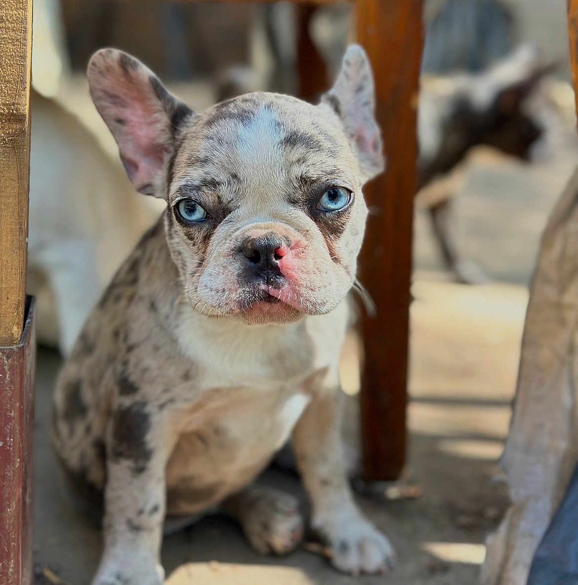 Princess is registered to the contest to win money with this photo: puppy, dog, french_bulldog, blue_eyes, close_up, pet, animal, sitting, wooden_furniture, indoor, young_dog, cute, face, ears, nose, fur, spot, expression, looking, blurred_background