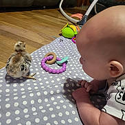Adam is registered to the contest to win money with this photo: animal, baby, baby_toys, bird, blanket, chick, child, closeup, couch, curious, cute, floor, indoor, infant, interaction, pet, playing, polka_dot, toy, wooden_floor