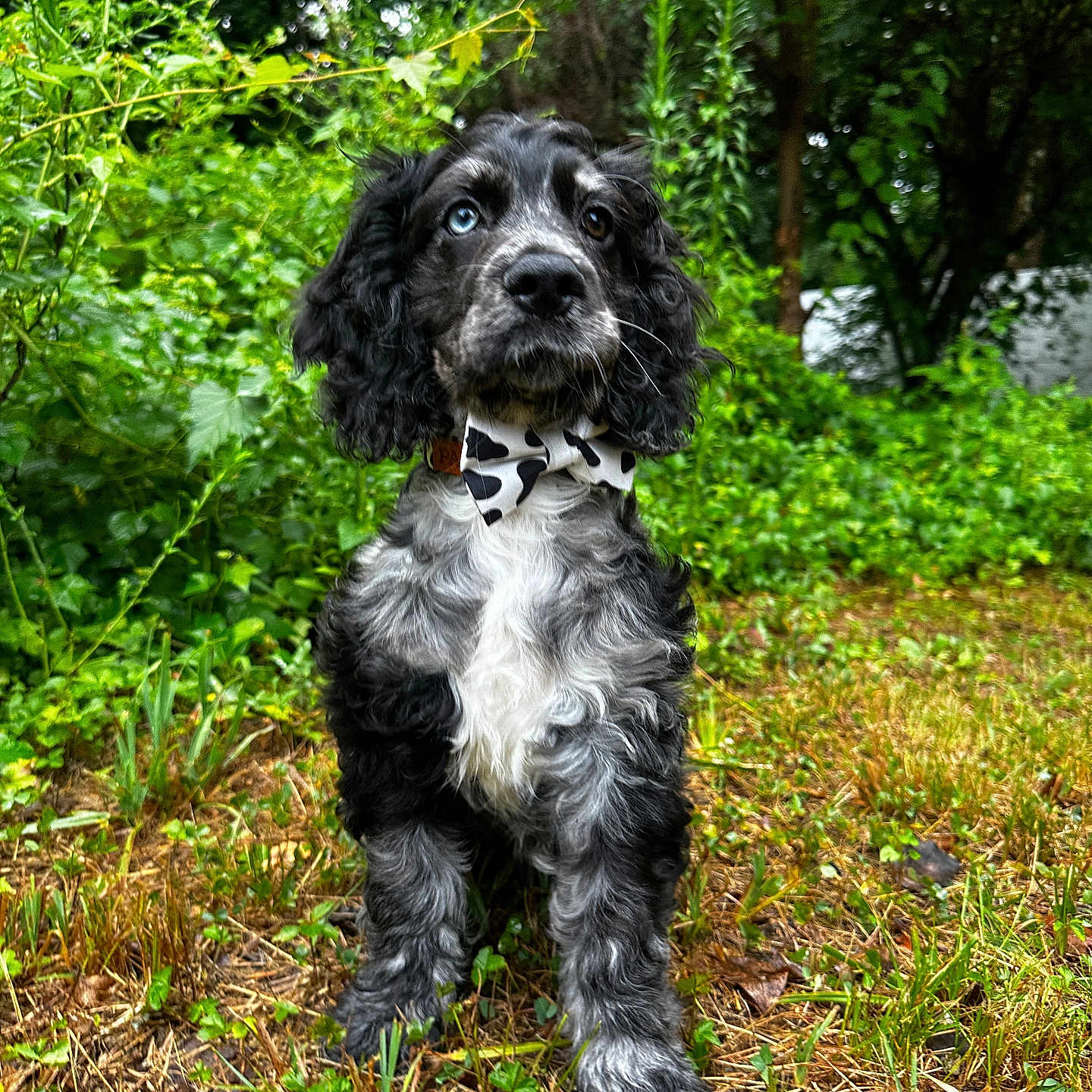 Enzo is registered to the contest to win money with this photo: animal, canine, cockerspaniel, dog, field, grass, grassland, land, nature, outdoors, papillon, pet, plant, poodle, puppy, rainforest, terrier, tree, vegetation, woodland