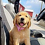 animal, bandana, barn, car_seat, clouds, cute, dog, domestic_animal, front_view, fur, golden_retriever, happy, outdoor, pet, pink, puppy, sky, smiling, sunlight, vehicle