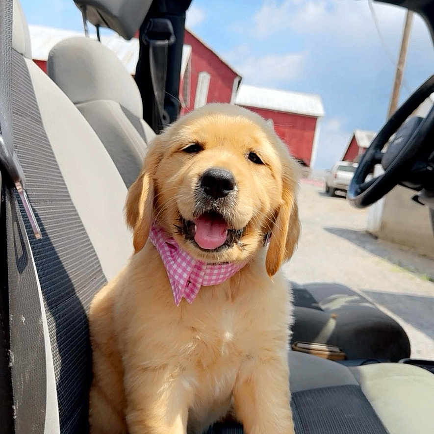 Hadlee is registered to the contest to win money with this photo: animal, bandana, barn, car_seat, clouds, cute, dog, domestic_animal, front_view, fur, golden_retriever, happy, outdoor, pet, pink, puppy, sky, smiling, sunlight, vehicle
