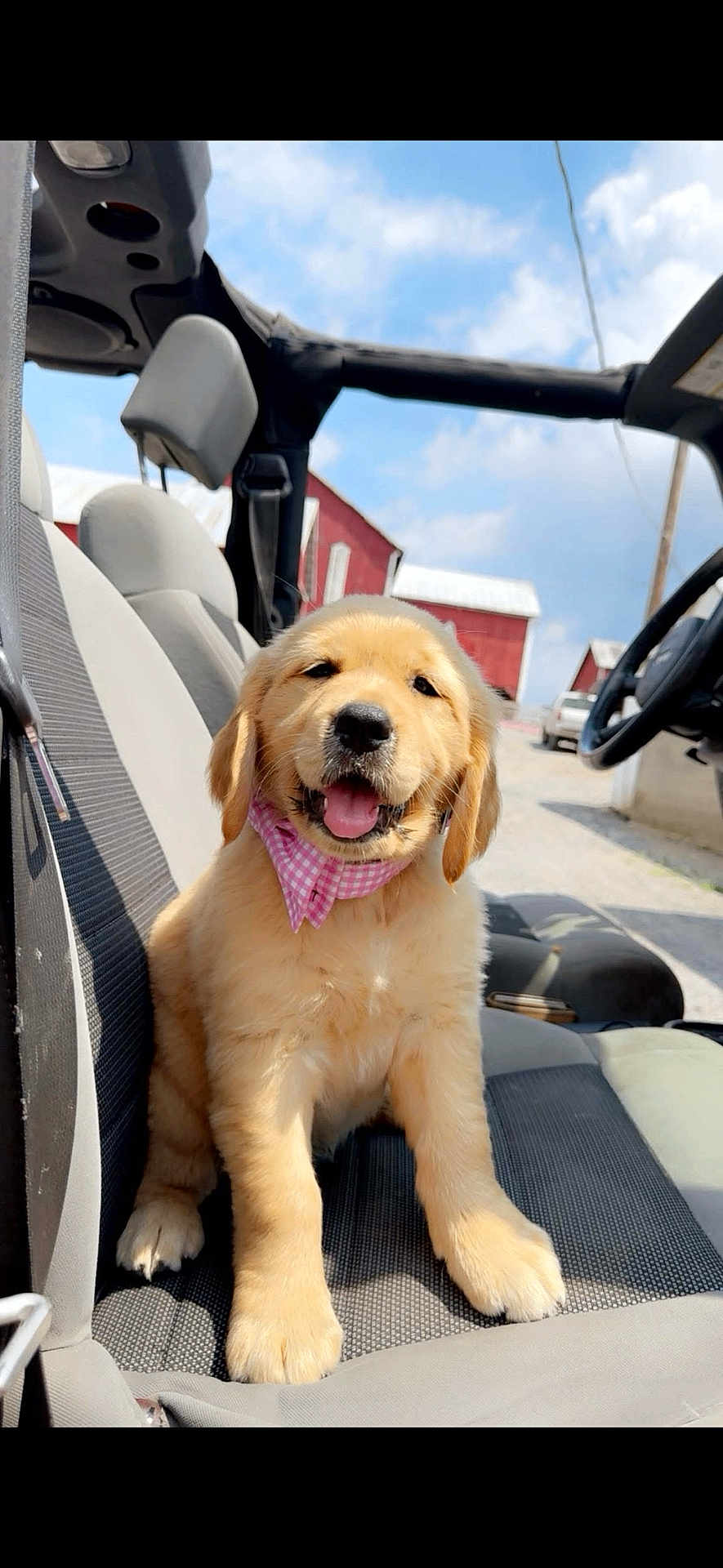Hadlee is registered to the contest to win money with this photo: animal, bandana, barn, car_seat, clouds, cute, dog, domestic_animal, front_view, fur, golden_retriever, happy, outdoor, pet, pink, puppy, sky, smiling, sunlight, vehicle