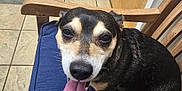 Bentley joined the competition — help win amazing prizes! animal, black_coat, blue_cushion, canine, close_up, companion, cute, dog, domestic, friendly, fur, happy, indoor, paw, pet, sitting, tan_coat, tile_floor, tongue_out, wooden_chair