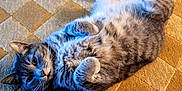Deogi joined the competition — help win amazing prizes! animal, carpet, cat, cozy, cute, domestic, feline, floor, fur, gray, indoor, lying_down, mammal, paws, pet, relaxed, resting, sleepy, tabby, whiskers
