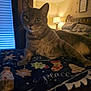 Deogi is registered to the contest to win money with this photo: animal, bed, bedroom, blanket, cat, cozy, curious, curtain, cute, decor, furniture, holiday, indoor, lamp, pet, pillow, resting, tabby, warm_lighting, window