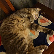 Deogi is registered to the contest to win money with this photo: animal, blanket, cat, chair, comfortable, cozy, cute, domestic, feline, fur, indoor, mammal, paw, pet, relaxed, resting, sleeping, soft, tabby, whiskers