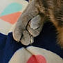 Deogi joined the competition — help win amazing prizes! animal, blanket, cat, claws, close_up, colorful, comfort, cozy, cute, cute_paws, feline, fur, home, indoor, paws, pet, resting, sleeping, soft, texture