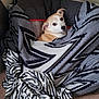 Jack joined the competition — help win amazing prizes! animal, blanket, carpet, comfort, corner, cozy, cute, dog, ears, face, fur, home, indoor, looking, pet, relaxed, resting, snug, warm, wrapped