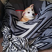 Jack is registered to the contest to win money with this photo: animal, blanket, carpet, comfort, corner, cozy, cute, dog, ears, face, fur, home, indoor, looking, pet, relaxed, resting, snug, warm, wrapped