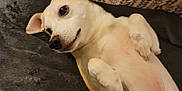 Jack is registered to the contest to win money with this photo: animal, bedroom, blanket, canine, comfort, cozy, cute, dog, ears, fur, indoor, lying_down, paw, pet, pillow, relaxed, resting, sleepy, small_dog, white_dog