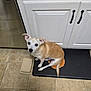 Jack is registered to the contest to win money with this photo: animal, black_mat, cabinet, curious, dog, domestic, ears_up, floor, household, indoor, kitchen, looking_up, mat, orange_item, pet, sitting, small_dog, tan, tile_floor, white