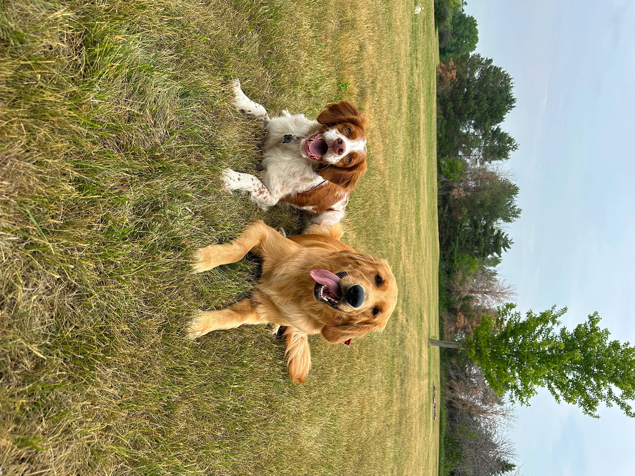 Bash is registered to the contest to win money with this photo: adventure, carnivore, companion_dog, dog, dog_breed, fawn, fun, grass, happy, leisure, people_in_nature, plant, recreation, sky, sporting_group, terrestrial_animal, tree, trunk, wildlife, wood