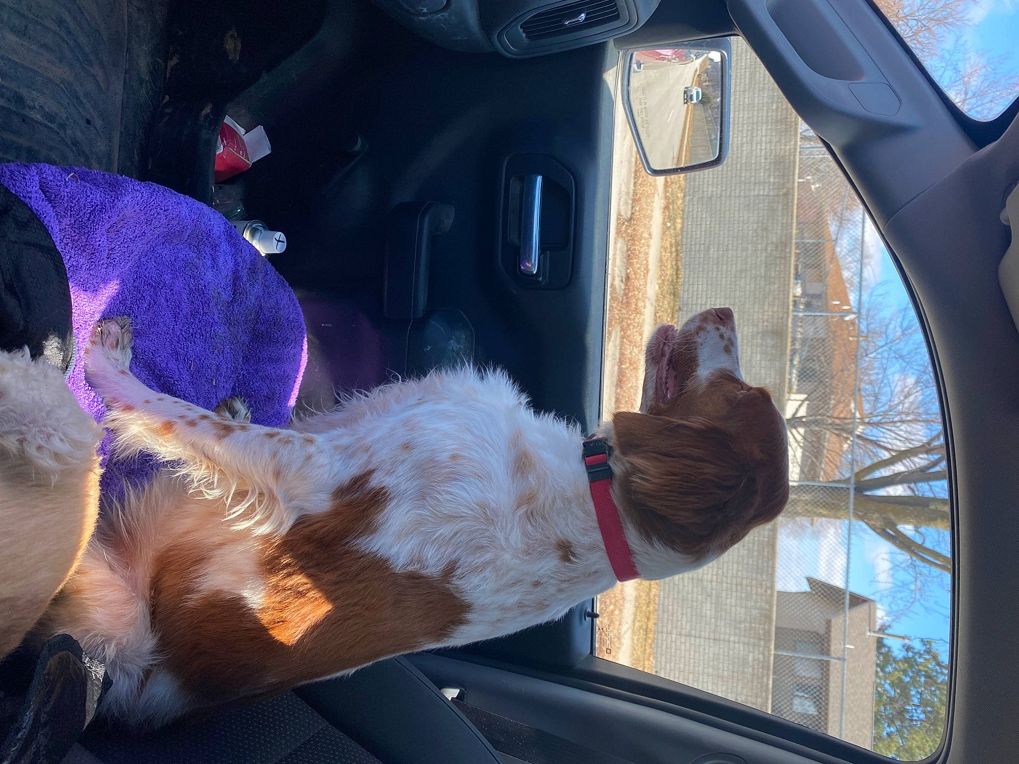 Bash joined the competition — help win amazing prizes! auto_part, automotive_exterior, automotive_window_part, car, car_seat, event, family_car, fun, fur, glass, luxury_vehicle, motor_vehicle, plant, steering_wheel, tail, tree, vehicle, vehicle_door, window, windshield