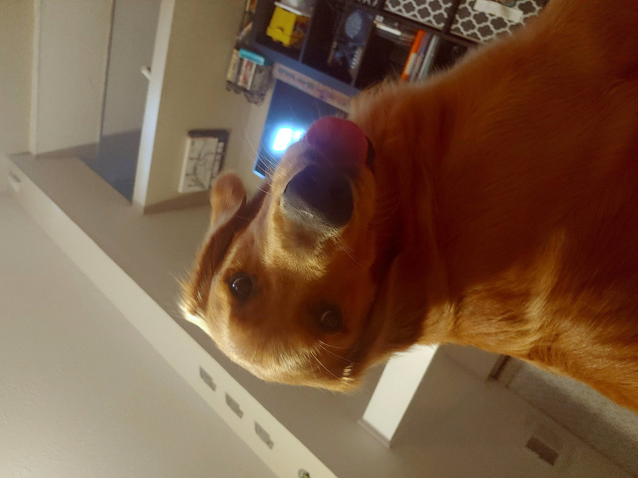 Bert is registered to the contest to win money with this photo: canidae, carnivore, companion_dog, dog, dog_breed, ear, eyewear, fawn, flooring, fur, non_sporting_group, pet_supply, picture_frame, selfie, shelf, snout, sporting_group, sunglasses, whiskers, working_animal