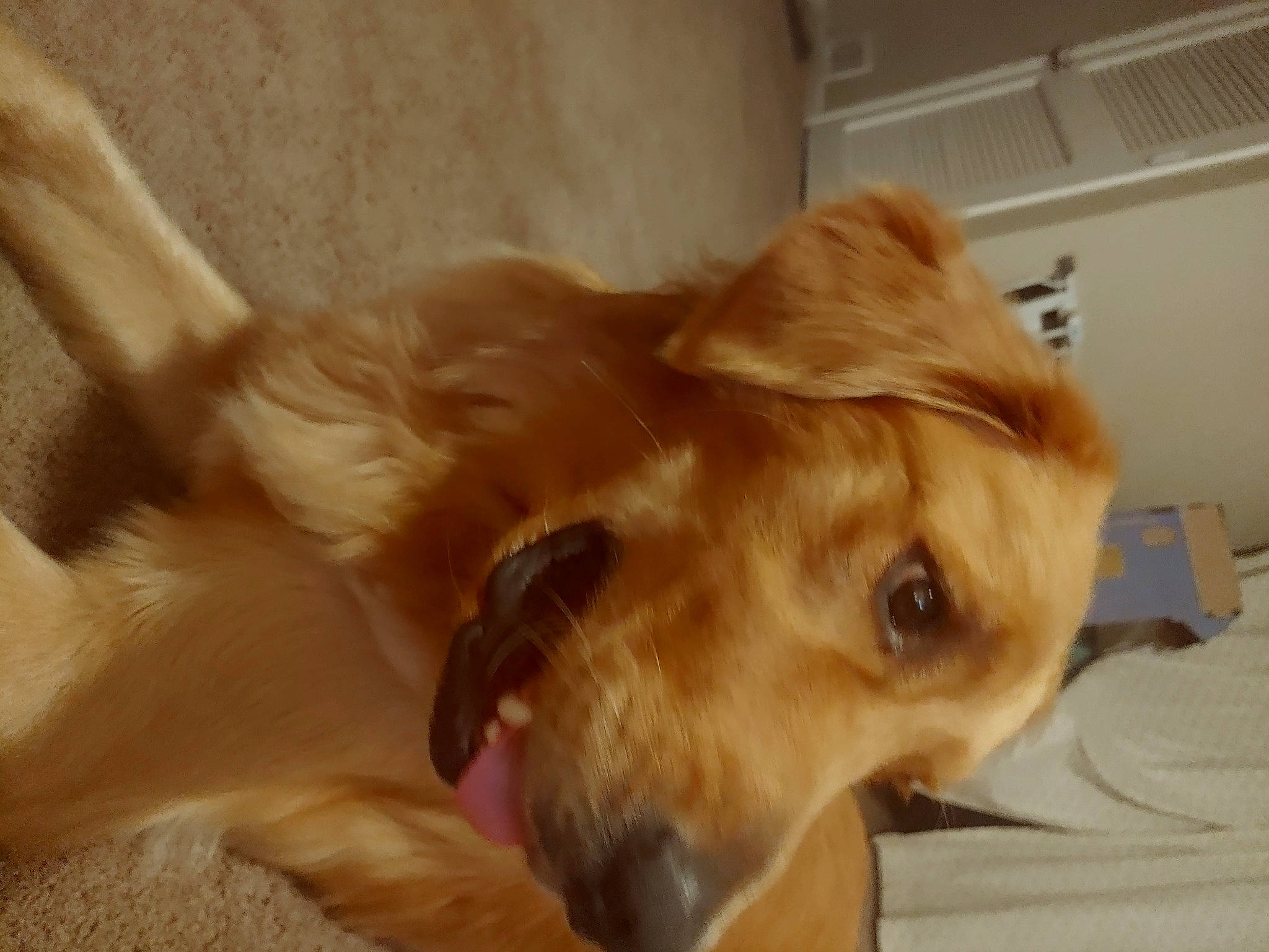 Bert is registered to the contest to win money with this photo: canidae, carnivore, chihuahua, collar, companion_dog, dog, dog_breed, dog_collar, dog_supply, dog_toy, ear, fawn, fur, liver, paw, retriever, sporting_group, toy_dog, whiskers, working_animal