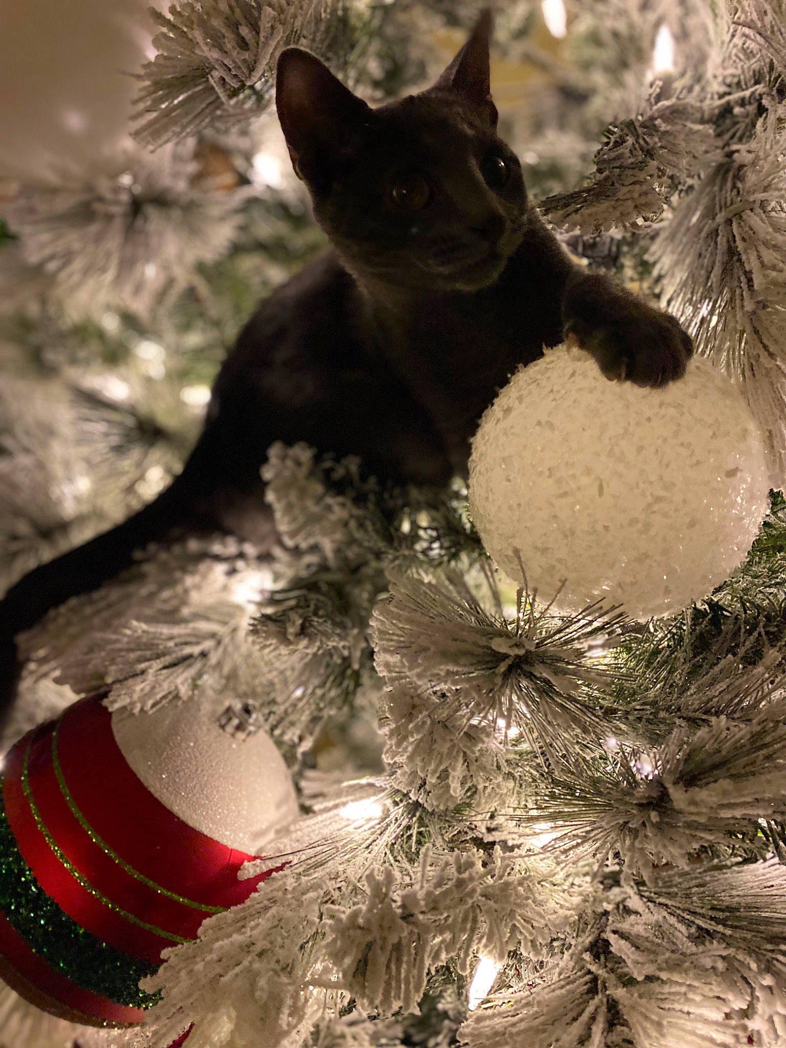 Ashton joined the competition — help win amazing prizes! carnivore, cat, christmas, christmas_decoration, christmas_eve, christmas_ornament, christmas_tree, event, evergreen, felidae, holiday, holiday_ornament, light, ornament, plant, small_to_medium_sized_cats, tail, tradition, whiskers, white
