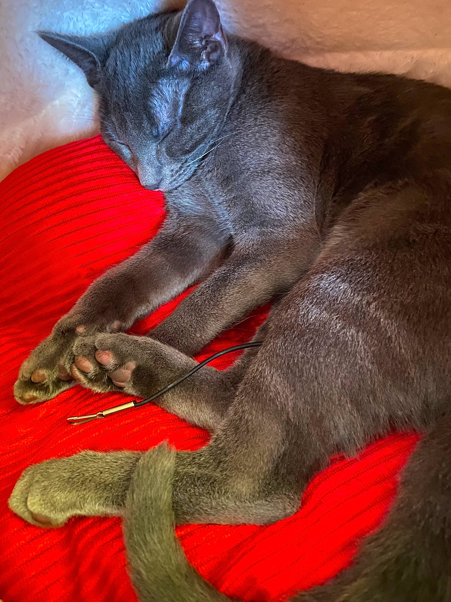 Ashton is registered to the contest to win money with this photo: art, carmine, carnivore, cat, claw, comfort, domestic_short_haired_cat, felidae, foot, fur, gesture, grey, leg, paw, red, small_to_medium_sized_cats, snout, tail, terrestrial_animal, whiskers