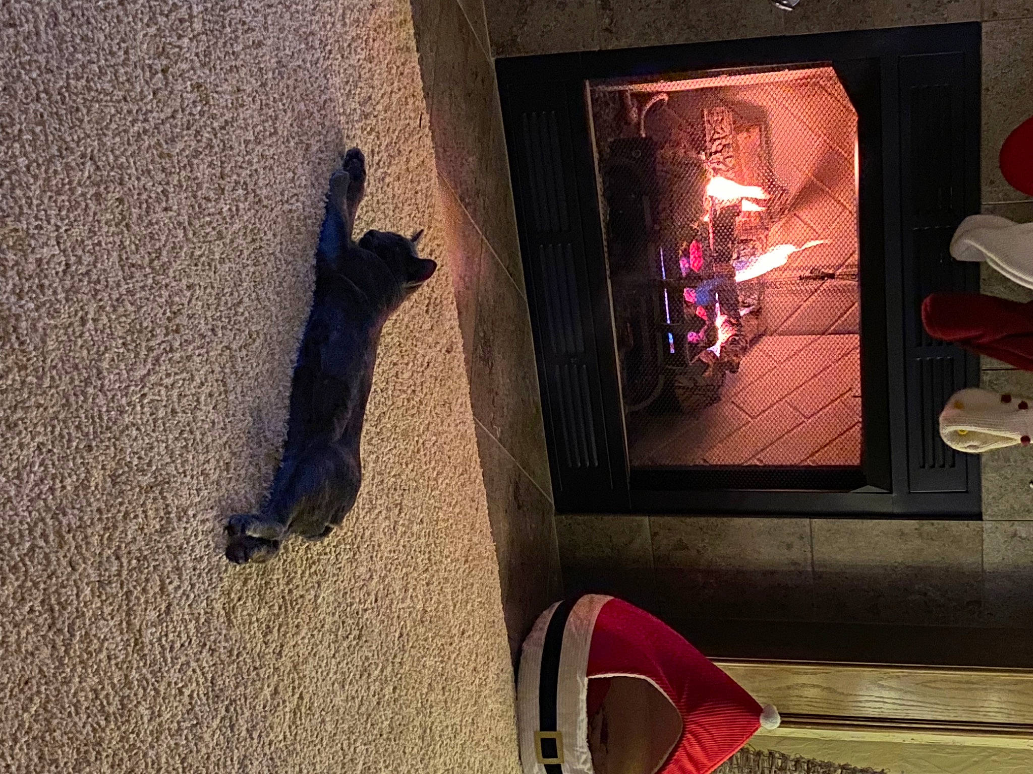 Ashton joined the competition — help win amazing prizes! carmine, display_device, door, felidae, fire, fire_screen, fireplace, flooring, gas, glass, hardwood, hearth, heat, stove, tail, tints_and_shades, wall, window, wood, wood_burning_stove