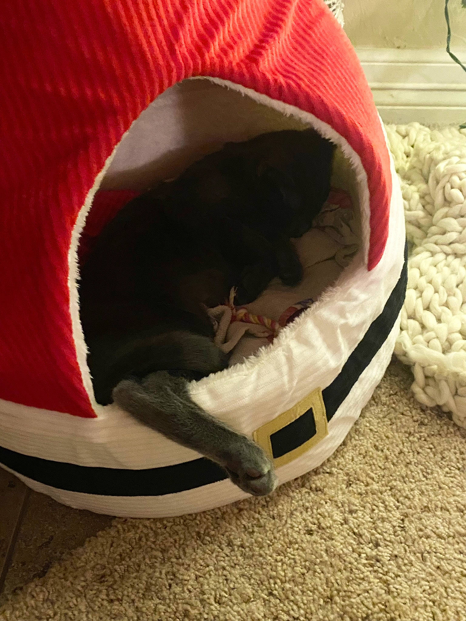 Ashton joined the competition — help win amazing prizes! bag, bean_bag, carmine, carnivore, cat, cat_bed, cat_supply, comfort, felidae, flooring, fur, human_leg, linens, magenta, pet_supply, small_to_medium_sized_cats, tail, terrestrial_animal, tints_and_shades, whiskers