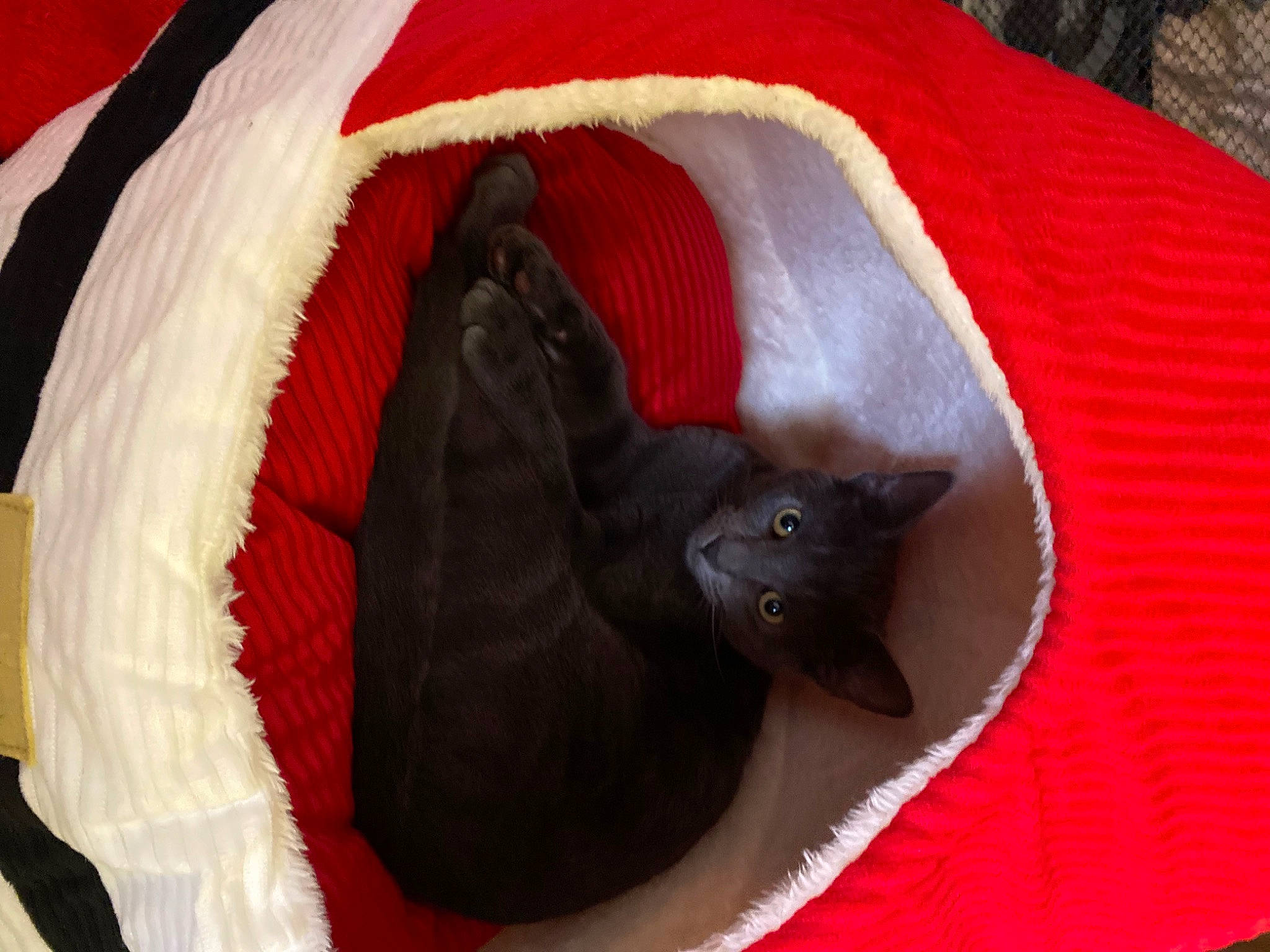 Ashton joined the competition — help win amazing prizes! black_cat, carmine, carnivore, cat, cat_bed, cat_supply, comfort, domestic_short_haired_cat, fawn, felidae, fur, linens, pattern, pet_supply, plant, red, small_to_medium_sized_cats, snout, tail, whiskers